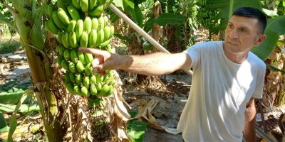 Yerli muz üreticileri yıllık talebin onda birini karşılayabiliyor