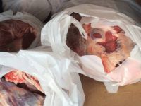 900 kilo kaçak et yakalandı!