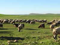 Hayvanlarımızın içme suyu çok pahalı