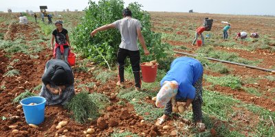 “Üretim yılda 3 bin tondan 6 bin tona çıkarılmalı”