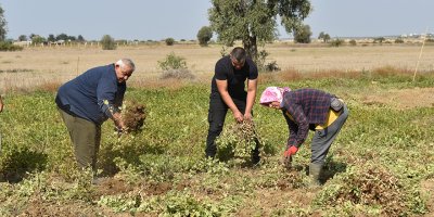 "Üretim 500 dönümlerden 2-3 dönümlere düştü"