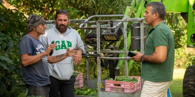 Avokado’ya talep artıyor