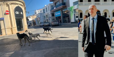 Kansoy: "Kimsesiz hayvan sorunu bitecek"