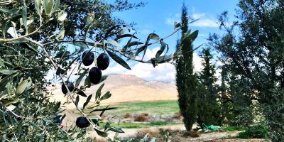 Yağışlar azaldı, zeytin rekoltesi yüzde 40 düştü!