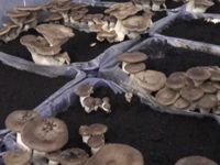 Doğadan doku örneği aldığı gavcar mantarını üretmeyi başardı