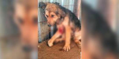 Hayvan Barınağı’ndaki köpekler açlık nedeniyle birbirini parçaladı