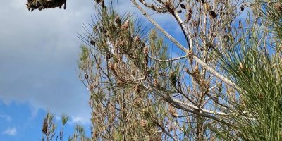 “Çam kese böceği, ciddi tehdit oluşturmaktadır”