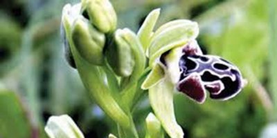 “Orkide Vadisi Gözlem Yürüyüşü” Hüsam çiftinin anısına yapıldı