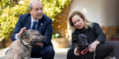 "8 köpeğin zehirlenerek öldürülmesi olayının failleri ivedilikle belirlenmeli"