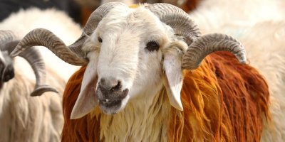 Kurban Bayramı pazar günü başlıyor