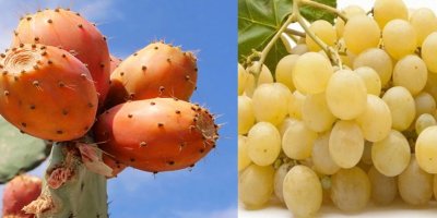 Babutsa ve sultani üzümde zehir tespit edildi