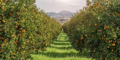 Narenciyede ihracat sorunu çözüldü!