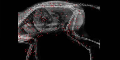 Lapta’da kızıl tilki katliamı!