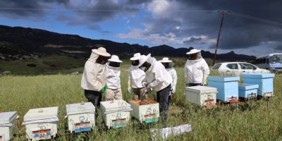 Arıcıların 30 Ağustos’a kadar kayıt yaptırması gerekiyor