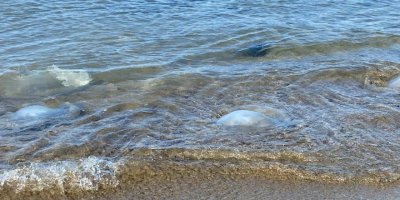 “Kirlilikle alakalı değil… Dönemsel”