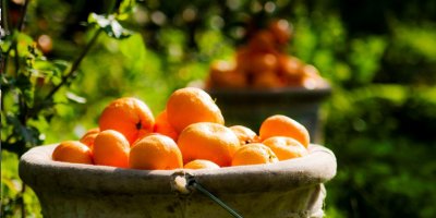 “Narenciye Tür Değişikliği” ödemesi yapıldı