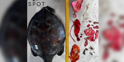 Kaplumbağanın sindirim sisteminde ‘balon’ bulundu