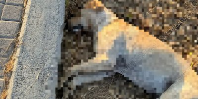 Lapta'da köpek katliamı!