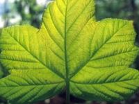 Kireçlenmeye kesin çözüm