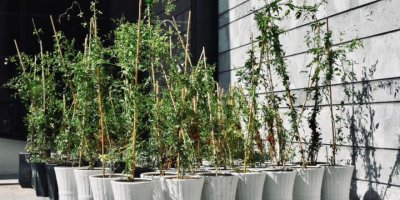 Şenkul: Tüm yaseminler tükendi, gelecek ay 500 adet daha yasemin dağıtacağız