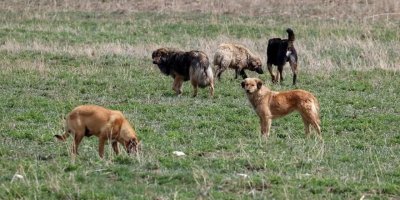 Lefke Çevre ve Ekoloji Derneği’nden başıboş köpekler için acil önlem çağrısı