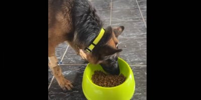 Feci şekilde darp edilen ‘Proto’ iyileşiyor