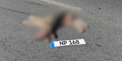 Köpeğe çarpıp kaçan araç sürücüsüne yasal işlem başlatıldı