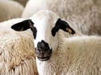 Sebzelerini koyunlara yem ediyor!