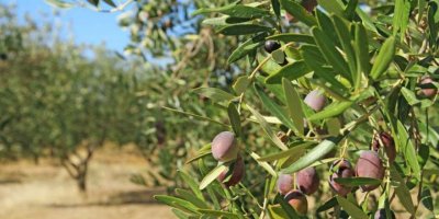 32 zeytin ve zeytin ürünü işletmesine kayıt belgesi verildi