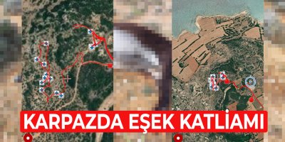 Karpaz’da vahşet: En Az 14 eşek vurularak öldürüldü