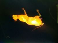 Bursa Adliyesi'nde bir kedi X-ray cihazından geçmeye çalıştı