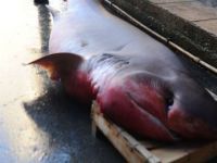 Mersin'de 4 metrelik köpekbalığı yakalandı