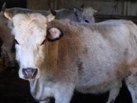 Sekiz yaşını dolduran klon sığırlar 'torun' sahibi oldu