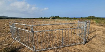İlk tuzak kuruldu, ilk eşek yakalandı ve kısırlaştırıldı