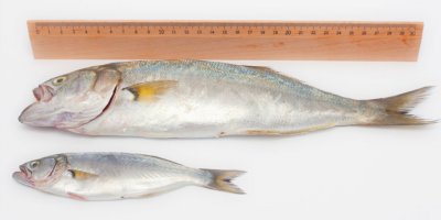 Hayvancılık Dairesi’nden üreme mevsimindeki balıkların avlanmaması çağrısı