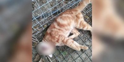 Kedi katiline 1 ay hapis cezası verildi