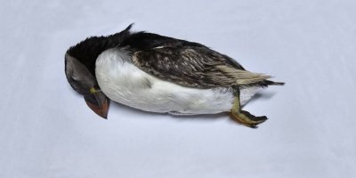 Kıbrıs’ta ilk kez görülen ‘deniz papağanı’ öldü