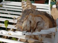 Doğa teröristleri yaban hayatı tehdit ediyor