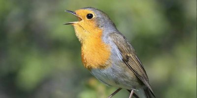 Koruma altındaki kuşu avladı, para cezası kesildi