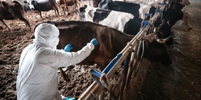 Tarım ve Doğal Kaynaklar Bakanlığı, büyükbaş hayvanlar için şap aşılaması başlattığını duyurdu
