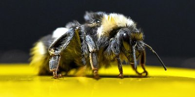 Seralarında Bombus arısı kullanan üreticilerin ödemeleri yapıldı