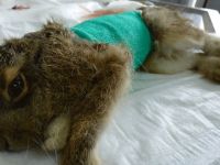 1 aylık yaban tavşanına 13 dikiş