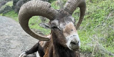 Yeşilırmak’ta bulunan yaşlı muflon yaşam mücadelesi veriyor
