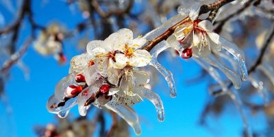 Yarın, pazar ve pazartesi sabah saatlerinde don olayı bekleniyor