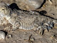 "Topbaş keleri" Ağrı Dağı'nda görüntülendi