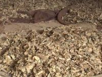 Karpaz’da tütün yetiştiriciliği yeniden canlandı