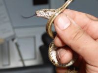 Sikkeli yılan doğaya geri döndü