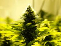 Kaliforniya'da esrar satışı başladı