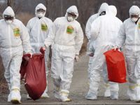 Güney Kore'de kuş gribi salgını