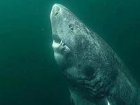 Avustralya'da  köpek  balığının saldırısına  uğrayan genç ağır yaralandı